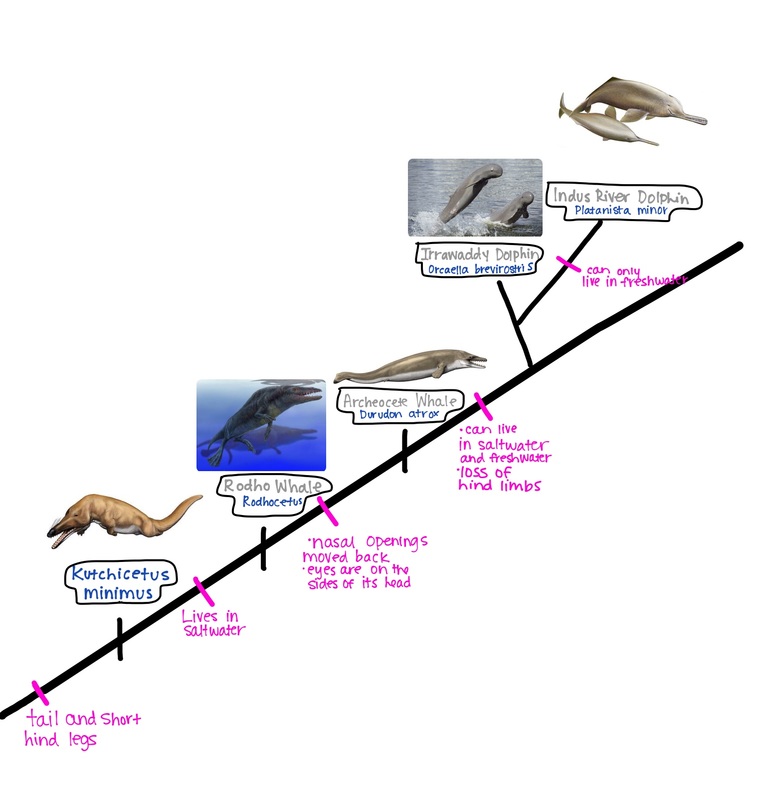 what is the meaning of the evolutionary history